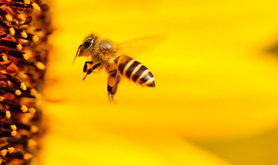 10 Buzz-Worthy Facts About Pollinators