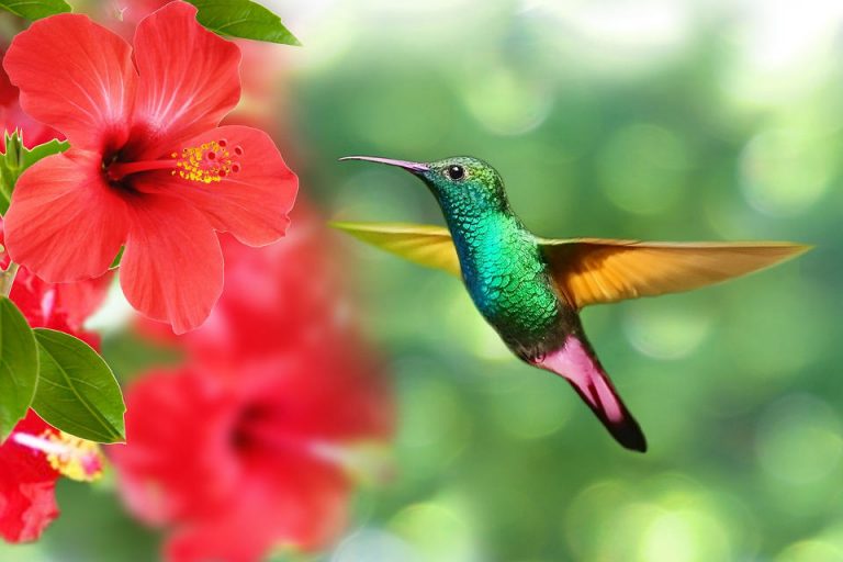 facts-about-hummingbirds-and-google-hummingbird