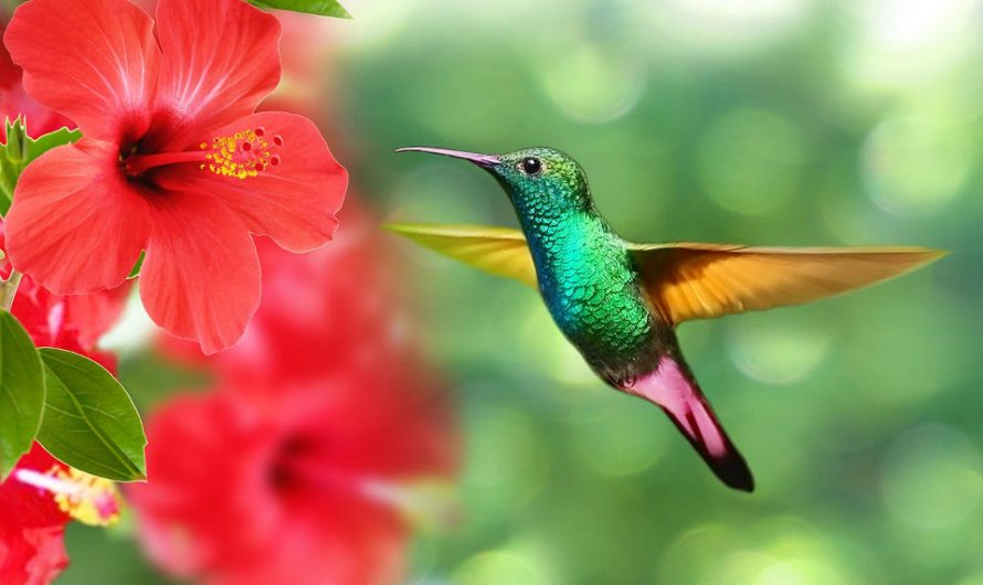 7 Delightful Facts About Hummingbirds