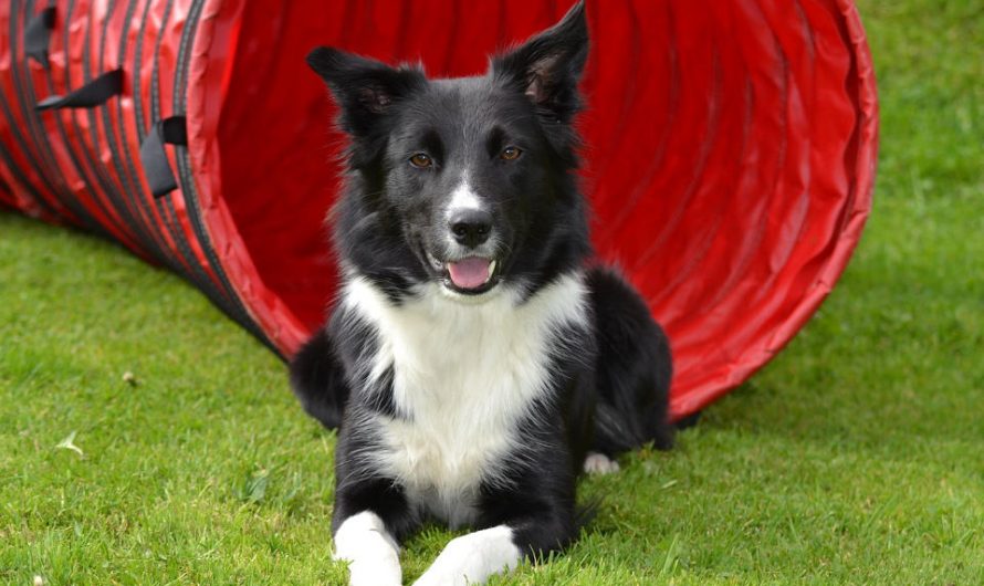 5 Brilliant Facts About Border Collies