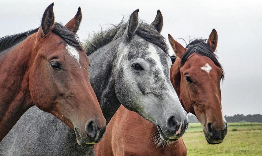 6 Fun Facts About Horses