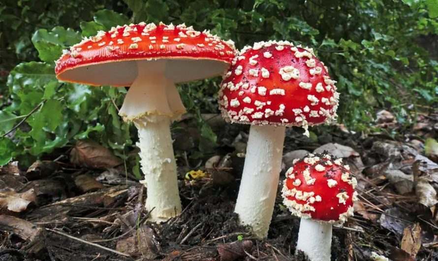 5 Toad-ally Awesome Facts About Mushrooms