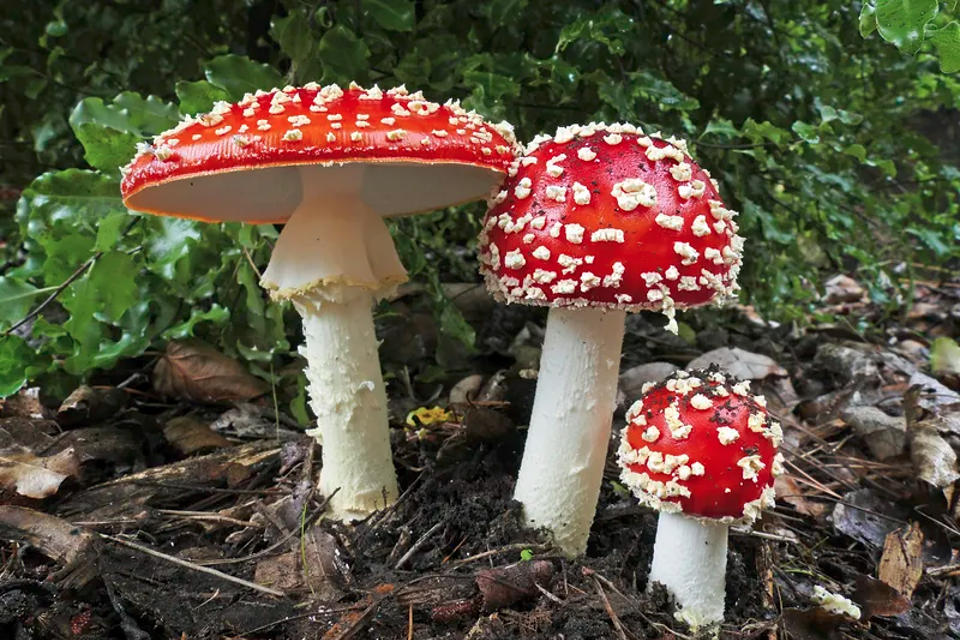 mushroom-facts