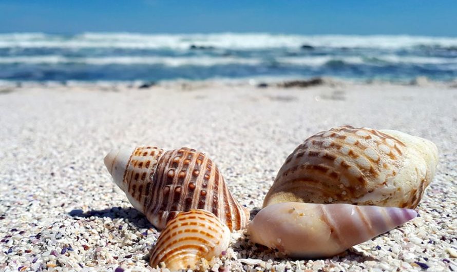 5 Spectacular Facts About Seashells