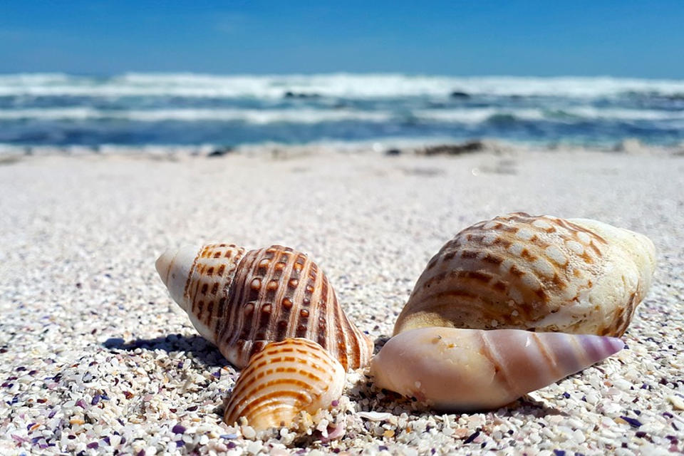 seashell-facts