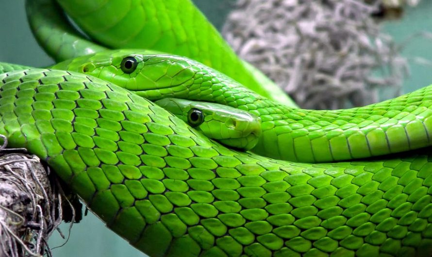 6 Slithering Facts About Snakes