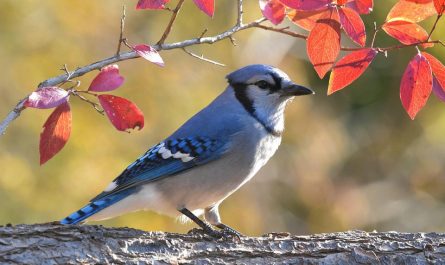 blue-jay-facts