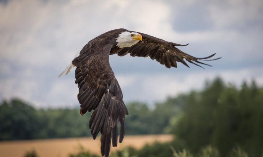 4 Extraordinary Facts About Eagles