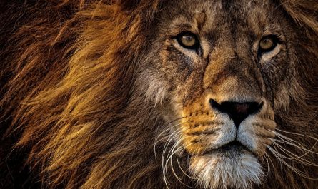 facts-about-lions