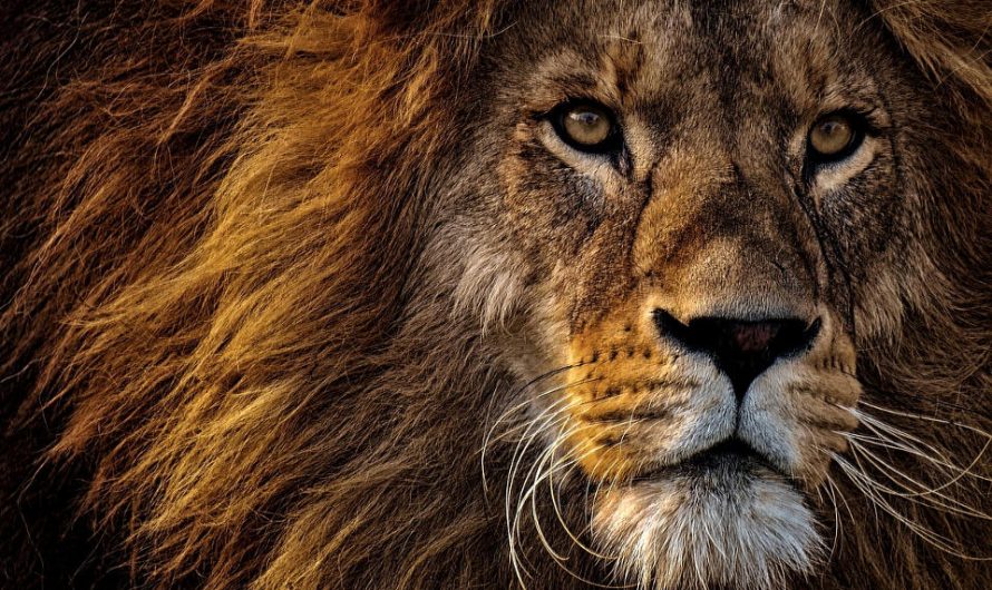 8 Ferocious Facts About Lions