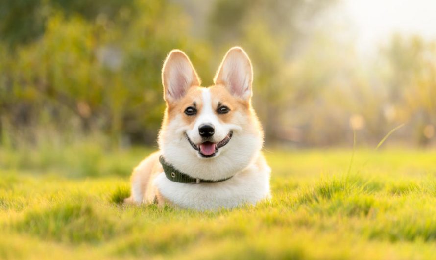 5 Delightful Facts About Corgis