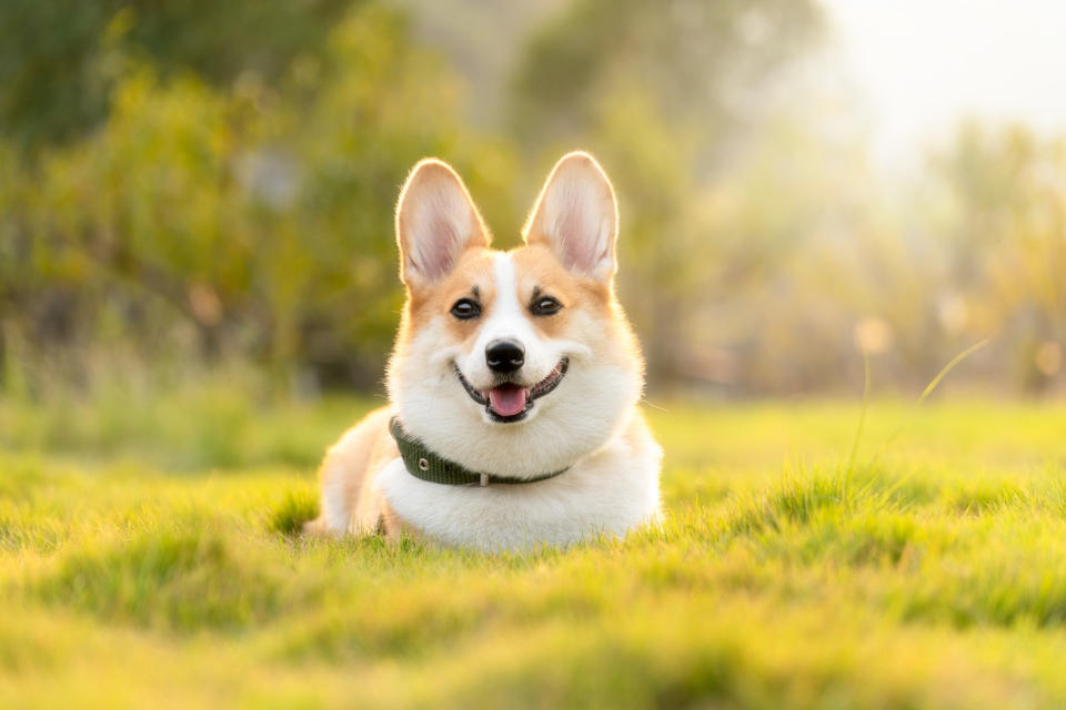 facts-about-corgi-facts