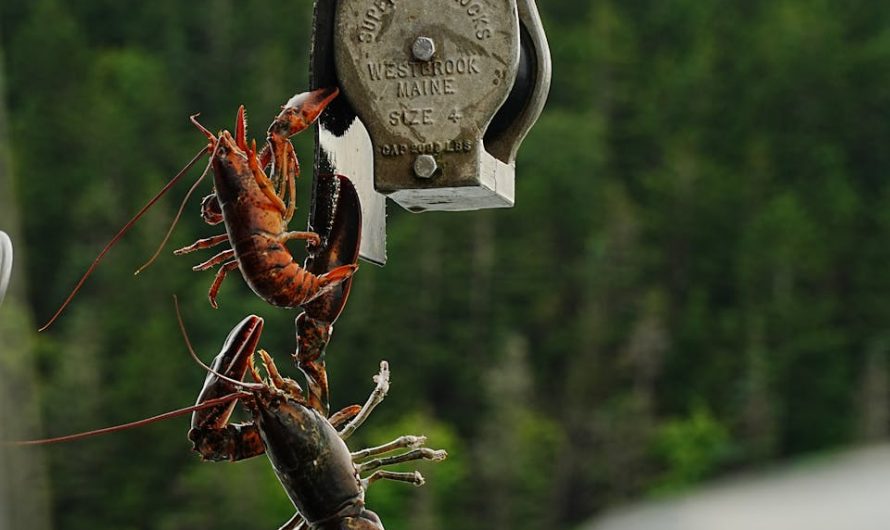 9 Essential Facts About Maine’s Fishing Industry
