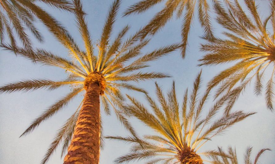 9 Fun Facts About Irvine, California