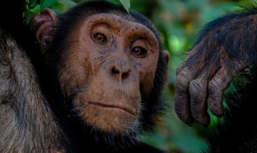 Go Ape for These 7 Facts About the Planet of the Apes Series