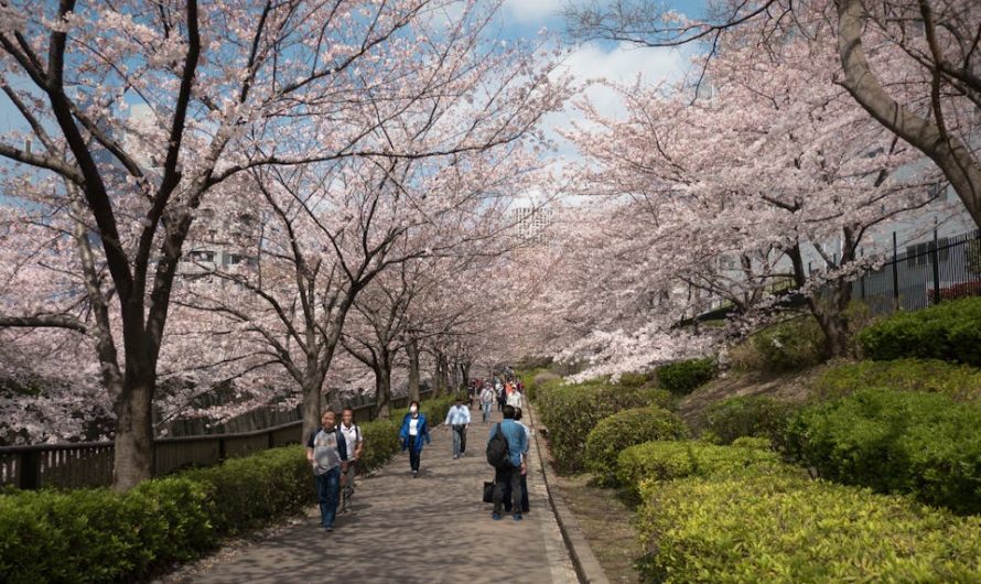 9 Facts About Japanese Culture