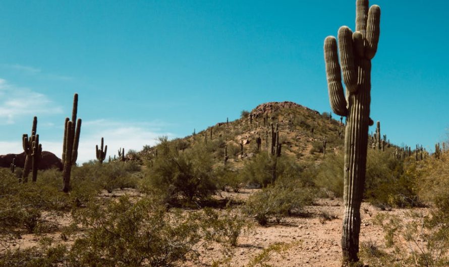 12 Facts About Arizona: The Grand Canyon State